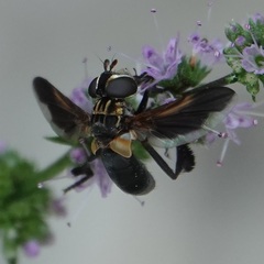 Trichopoda pictipennis