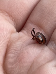 Hydaticus bimarginatus