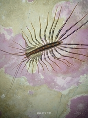 Scutigeromorpha