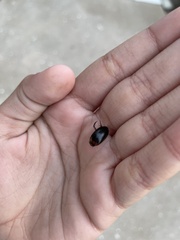 Hydaticus bimarginatus