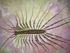 Scutigeromorpha