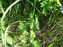 Filipendula vulgaris