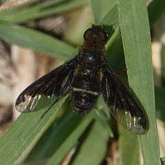 Hemipenthes velutina