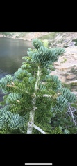 Abies lasiocarpa