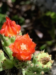 Tacinga palmadora