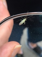 Orthotylus