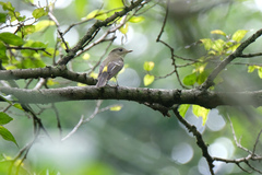 Ficedula zanthopygia