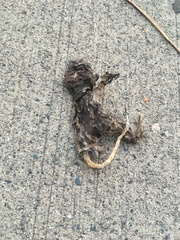 Rodentia