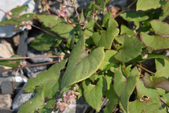 Fallopia