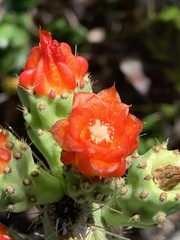 Tacinga palmadora