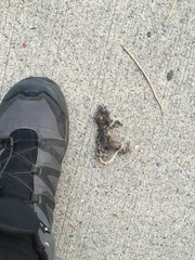 Rodentia
