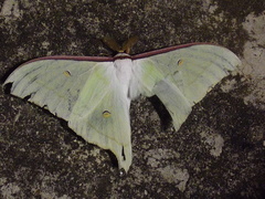 Actias