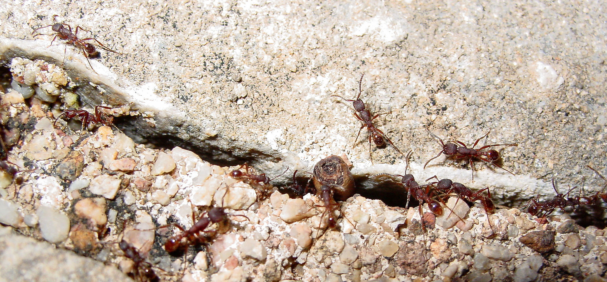 Neivamyrmex rugulosus