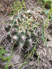 Eriosyce curvispina