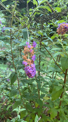 Buddleja davidii