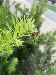 Polistes dorsalis dorsalis