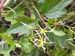 Clematis apiifolia
