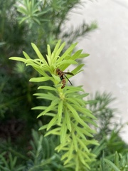 Polistes dorsalis dorsalis