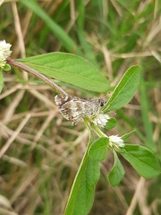 Spialia galba