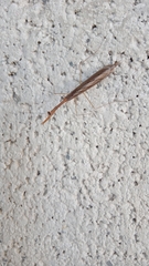 Bistanta mexicana