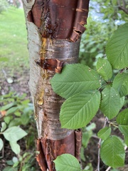 Betula alleghaniensis