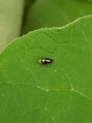 Celyphidae