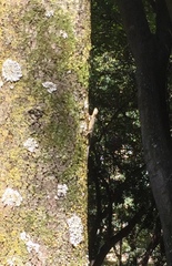 Sceloporus grammicus