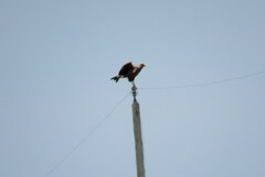 Buteogallus meridionalis