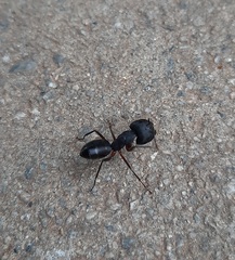 Camponotus compressus