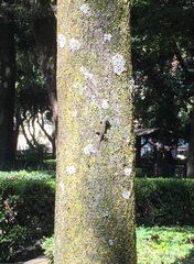 Sceloporus grammicus