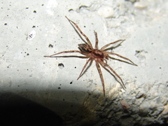 Liocranum