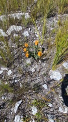 Mimetes pauciflorus