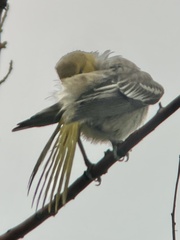 Icterus bullockii