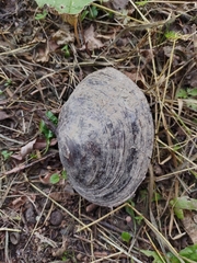 Sinanodonta woodiana