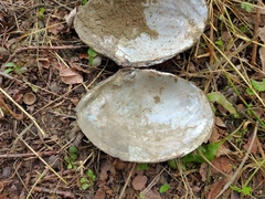 Sinanodonta woodiana