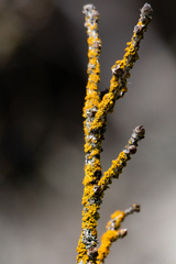 Xanthomendoza hasseana