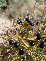 Chrysojasminum fruticans