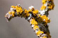 Xanthomendoza hasseana