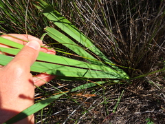 Watsonia meriana