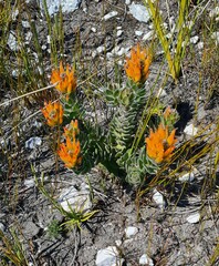 Mimetes pauciflorus