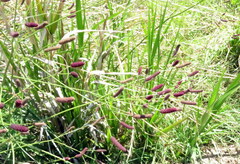 Eryngium ebracteatum