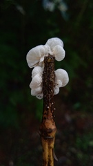 Marasmiellus