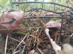 Chroogomphus rutilus