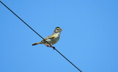 Ammodramus humeralis