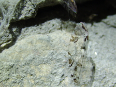 Dendroleon pantherinus