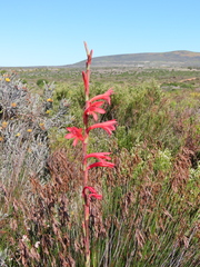 Watsonia meriana