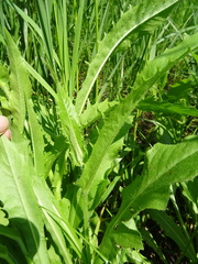 Crepis sibirica