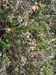 Thymus vulgaris