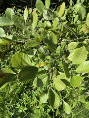 Alnus serrulata