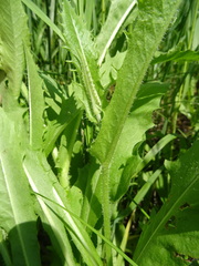 Crepis sibirica